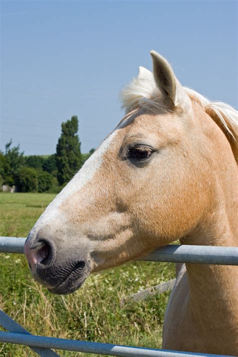 picture of a palomino|40+ Free Palomino & Horse Photos